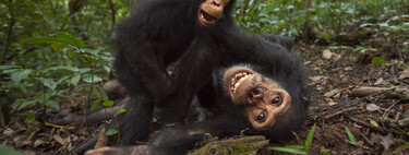 O humano teve a quem puxar? Chimpanzés selvagens consomem bem mais álcool do que o esperado, estudo descobre 