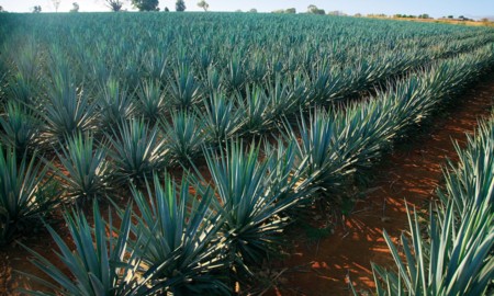 Foto 2 Investigacion Uat Agave