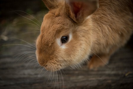 Conejo