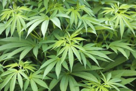 Ultrarunners y marihuana: ¿tiene algún sentido gente que fume hierba corriendo?