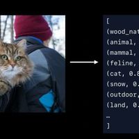 iOS 13 traerá al iPhone un detector de gatos y perros para las apps de fotografía de terceros