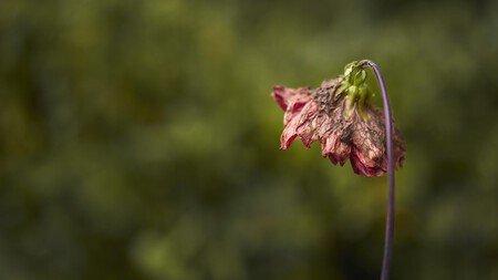 Flor Marchita