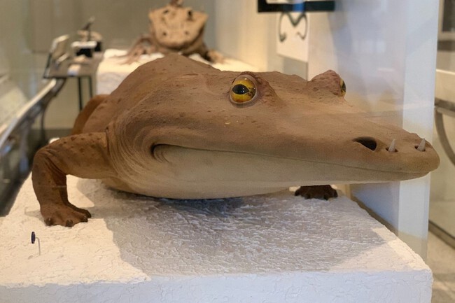 Mastodonsaurus