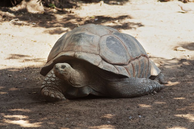Tortuga