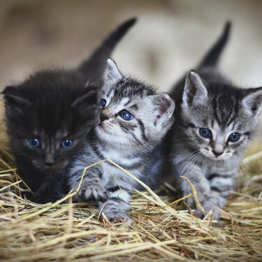 Qué hay que darle de comer a un gatito (pista: leche de vaca, nunca)