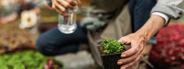 Cómo aplicar abono de floración en tus plantas para tener flores espectaculares dentro o fuera de casa 