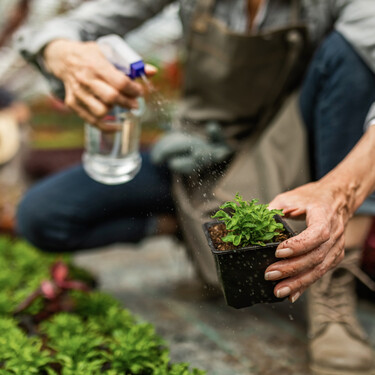 Cómo aplicar abono de floración en tus plantas para tener flores espectaculares dentro o fuera de casa 
