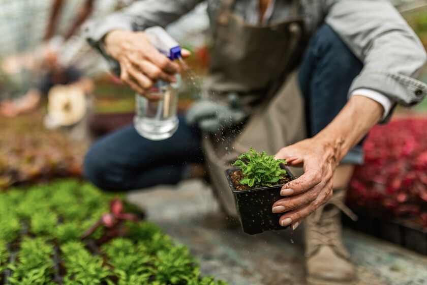 Cómo aplicar abono de floración en tus plantas para tener flores espectaculares dentro o fuera de casa