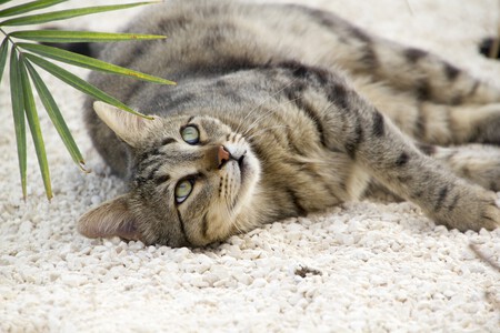 Botiquin Gatos