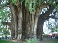 Oaxaca (México): el árbol más ancho del mundo