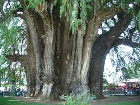 Oaxaca (México): el árbol más ancho del mundo