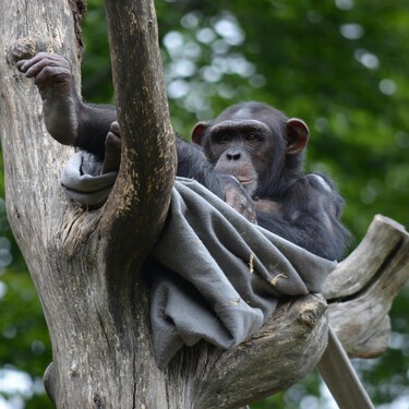 Lo que los monos ya sabían: limpiarse bien después del sexo es clave y no solo por higiene