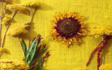 Taller de botánica artística NaCoNi en el Museo Nacional de Ciencias Naturales