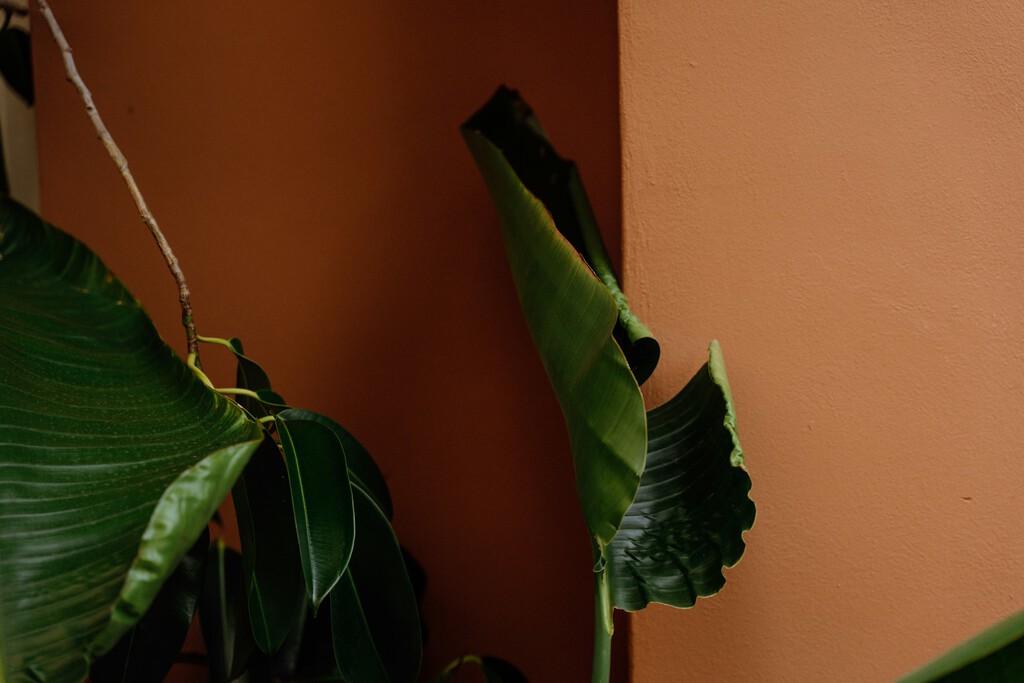 Si te gusta decorar con plantas grandes, esta especie crece gigante tanto en interiores como exteriores