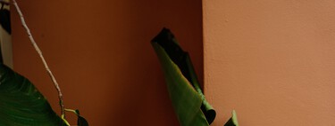 La planta favorita de los decoradores que se ha puesto de moda en muchas terrazas: ideal para interiores y de tamaño XXL