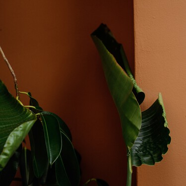 Esta es la planta XXL de moda, ideal para decorar interiores o para dar vida a la terraza