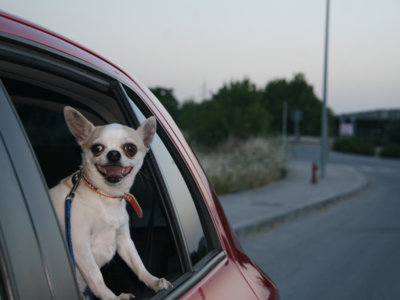 Si quieres cuidar a tu mascota en tu coche este verano esto es para ti