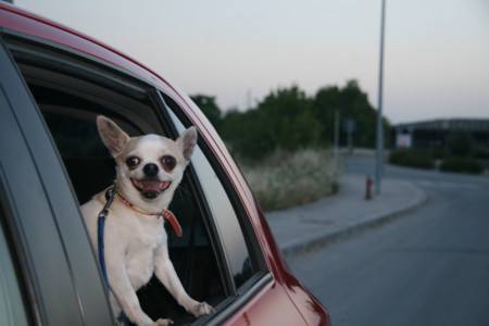 Si quieres cuidar a tu mascota en tu coche este verano esto es para ti