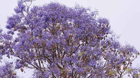 Jacaranda Florecer