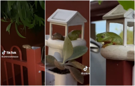 Un tiktoker crea un hogar a una rana de su jardín