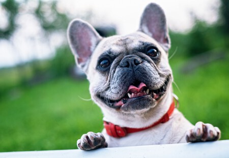 Bulldog Frances Frenchie 3