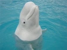 Muere la ballena que nació hace 25 días en l’Oceanogràfic de València