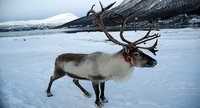 Inari, viaje a la cultura sami