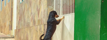 ¿Tu perro se pone histérico en la puerta para salir? Es un mal hábito con malas consecuencias 
