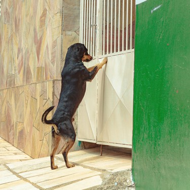 ¿Tu perro se pone histérico en la puerta para salir? Es un mal hábito con malas consecuencias 