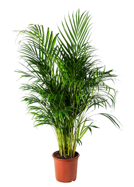 DYPSIS LUTESCENS
Planta , chrysalidocarpus lutescens, 24 cm