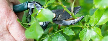 Estas son las cinco plantas que tienes que podar en el mes de agosto antes de que llegue el otoño: cómo hacerlo 