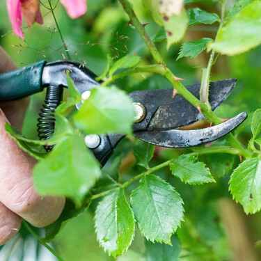 Estas son las cinco plantas que tienes que podar en el mes de agosto antes de que llegue el otoño: cómo hacerlo 