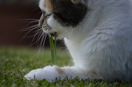 Gato Hierba Gatera Catnip Malta 2