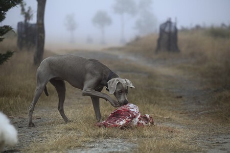 Dieta Barf Perros