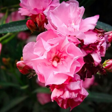 Lidl pone a la venta las flores perfectas para convertir el balcón o la terraza en un bonito jardín por menos de 9 euros