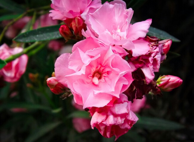Flor de adelfa rosa