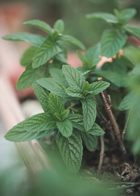 Menta