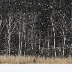 Foto 7 de 10 de la galería arte-en-la-naturaleza en Xataka Foto