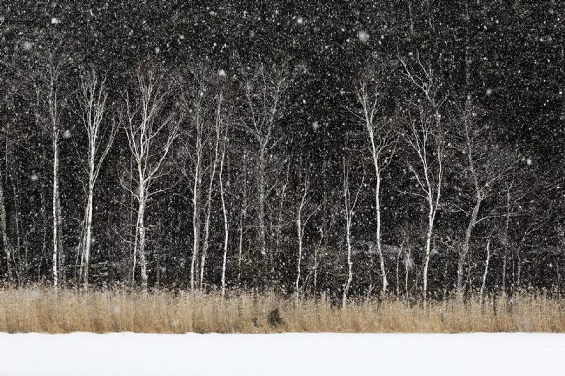 Foto de Arte en la naturaleza (7/10)