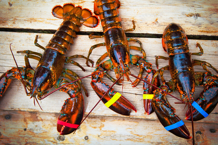 Pocos chefs conocen tan bien el bogavante como el asturiano Isaac Loya: estos son sus trucos para elegirlos y hacerlos en casa