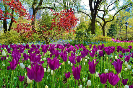 Central Park primavera
