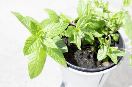 Menta
