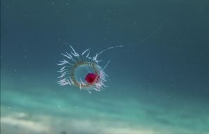 Esta especie de medusa podría vivir teóricamente toda la eternidad