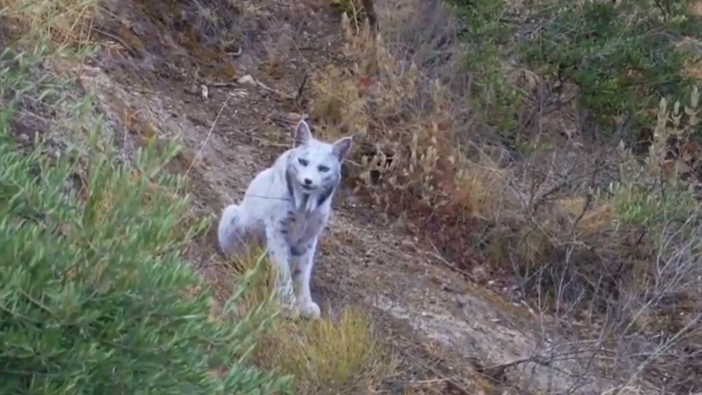 El lince ibérico blanco de Jaén parecía una proeza de la naturaleza. En realidad solo estaba estresado