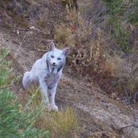 El lince ibérico blanco de Jaén parecía una proeza de la naturaleza. En realidad solo estaba estresado