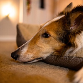 Ojo si dejas a tu perro solo en casa: la ley establece un máximo de 24 horas sin supervisión 