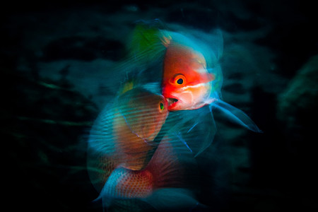 Marine Life Behavior Anders Nyberg The Fight