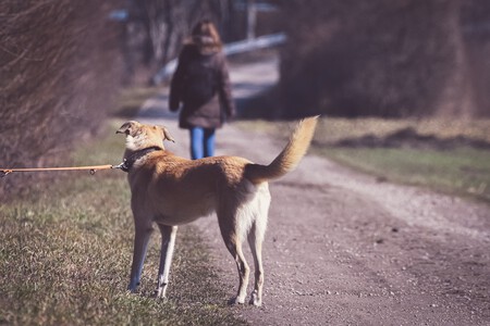 Dog 6064015 1280