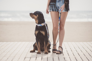 Brott Barcelona vuelve a sorprender a tu mascota esta nueva temporada