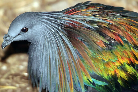 Paloma De Nicobar Dodo